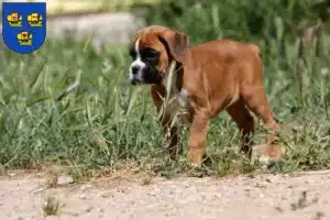 Mehr über den Artikel erfahren Boxer Züchter und Welpen in Nordfriesland