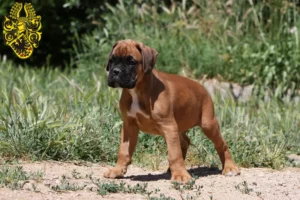 Mehr über den Artikel erfahren Boxer Züchter und Welpen in Nordhausen