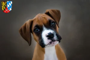 Mehr über den Artikel erfahren Boxer Züchter und Welpen in der Oberpfalz