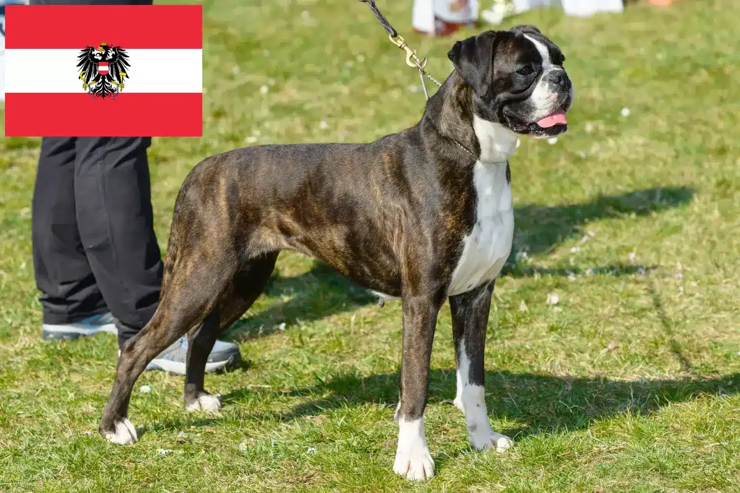 Boxer Welpen und Züchter Österreich Hier findest Du Boxer Züchter in Österreich.