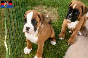 Mehr über den Artikel erfahren Boxer Züchter und Welpen in Ostfriesland