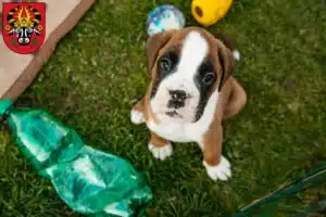 Mehr über den Artikel erfahren Boxer Züchter und Welpen in Parchim