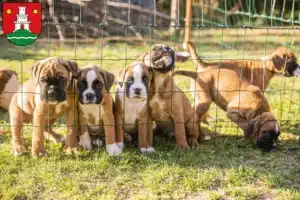 Mehr über den Artikel erfahren Boxer Züchter und Welpen in Pinneberg