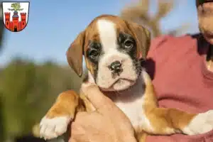 Mehr über den Artikel erfahren Boxer Züchter und Welpen in Pirmasens