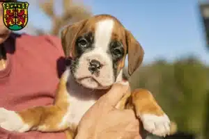 Mehr über den Artikel erfahren Boxer Züchter und Welpen in Pirna