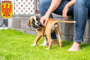 Mehr über den Artikel erfahren Boxer Züchter und Welpen in Potsdam