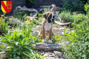 Mehr über den Artikel erfahren Boxer Züchter und Welpen in Rastatt
