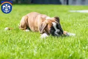 Mehr über den Artikel erfahren Boxer Züchter und Welpen in Regen (Stadt)