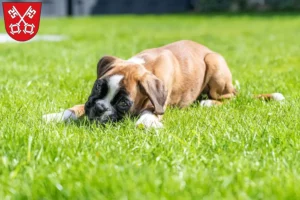 Mehr über den Artikel erfahren Boxer Züchter und Welpen in Regensburg