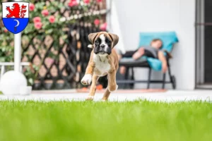 Mehr über den Artikel erfahren Boxer Züchter und Welpen in Remscheid