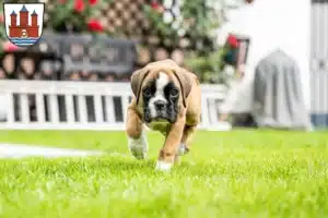Mehr über den Artikel erfahren Boxer Züchter und Welpen in Rendsburg