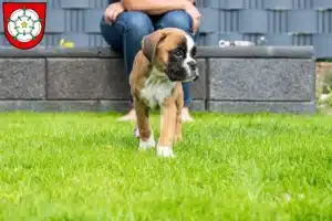 Mehr über den Artikel erfahren Boxer Züchter und Welpen in Rosenheim