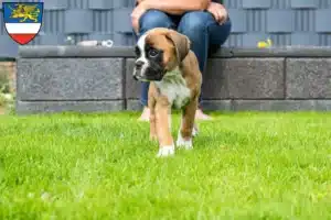 Mehr über den Artikel erfahren Boxer Züchter und Welpen in Rostock