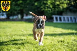 Mehr über den Artikel erfahren Boxer Züchter und Welpen in Rottweil