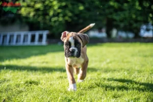 Mehr über den Artikel erfahren Boxer Züchter und Welpen im Ruhrgebiet
