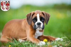 Mehr über den Artikel erfahren Boxer Züchter und Welpen in Salzwedel