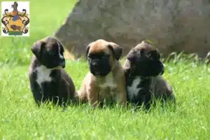 Mehr über den Artikel erfahren Boxer Züchter und Welpen in Schleiz