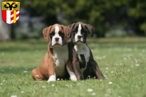 Mehr über den Artikel erfahren Boxer Züchter und Welpen in Schwaben