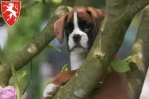 Mehr über den Artikel erfahren Boxer Züchter und Welpen in Schwäbisch Gmünd