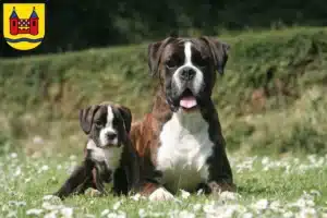 Mehr über den Artikel erfahren Boxer Züchter und Welpen in Schwelm