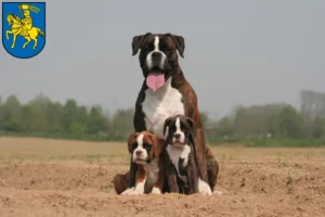 Mehr über den Artikel erfahren Boxer Züchter und Welpen in Schwerin