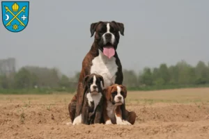 Mehr über den Artikel erfahren Boxer Züchter und Welpen in Seelow