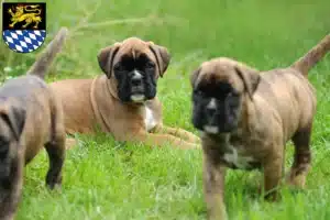 Mehr über den Artikel erfahren Boxer Züchter und Welpen in Simmern/Hunsrück