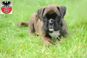 Mehr über den Artikel erfahren Boxer Züchter und Welpen in Sömmerda