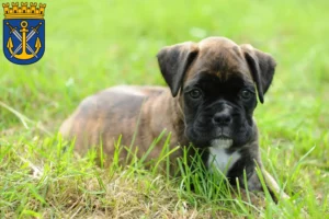 Mehr über den Artikel erfahren Boxer Züchter und Welpen in Solingen