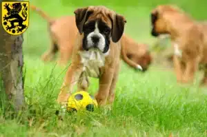 Mehr über den Artikel erfahren Boxer Züchter und Welpen in Sonneberg