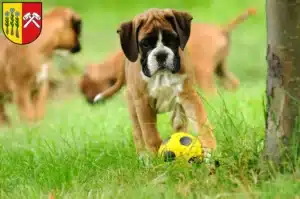 Mehr über den Artikel erfahren Boxer Züchter und Welpen in Sonthofen