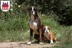 Mehr über den Artikel erfahren Boxer Züchter und Welpen in Speyer