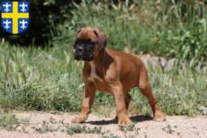 Mehr über den Artikel erfahren Boxer Züchter und Welpen in St. Wendel