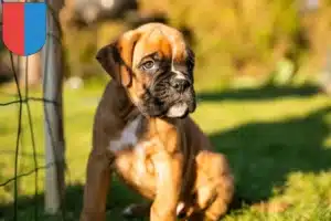 Mehr über den Artikel erfahren Boxer Züchter und Welpen im Tessin