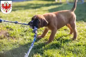 Mehr über den Artikel erfahren Boxer Züchter und Welpen in Tirol
