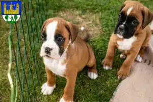 Mehr über den Artikel erfahren Boxer Züchter und Welpen in Tirschenreuth