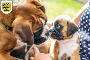 Mehr über den Artikel erfahren Boxer Züchter und Welpen in Tuttlingen