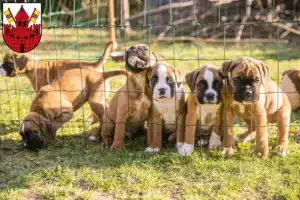 Mehr über den Artikel erfahren Boxer Züchter und Welpen in Unna