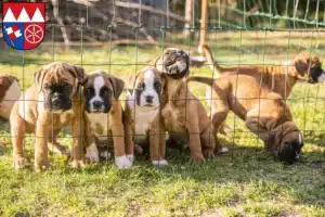 Mehr über den Artikel erfahren Boxer Züchter und Welpen in Unterfranken