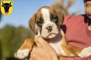 Mehr über den Artikel erfahren Boxer Züchter und Welpen in Uri