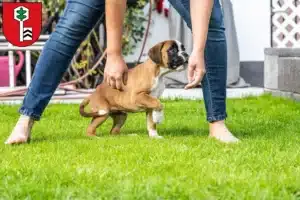 Mehr über den Artikel erfahren Boxer Züchter und Welpen in Velbert