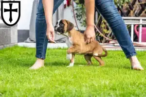 Mehr über den Artikel erfahren Boxer Züchter und Welpen in Verden (Aller)