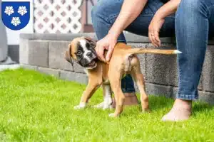 Mehr über den Artikel erfahren Boxer Züchter und Welpen in Viersen
