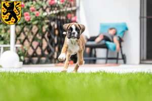 Mehr über den Artikel erfahren Boxer Züchter und Welpen in Weimar