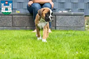 Mehr über den Artikel erfahren Boxer Züchter und Welpen in Wels