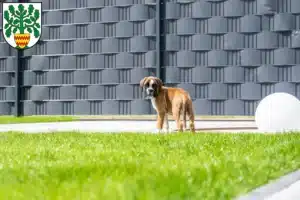 Mehr über den Artikel erfahren Boxer Züchter und Welpen in Westerstede