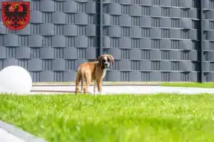 Mehr über den Artikel erfahren Boxer Züchter und Welpen in Wetzlar