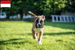 Mehr über den Artikel erfahren Boxer Züchter und Welpen in Wien