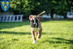 Mehr über den Artikel erfahren Boxer Züchter und Welpen in Wiesbaden