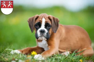 Mehr über den Artikel erfahren Boxer Züchter und Welpen in Witten